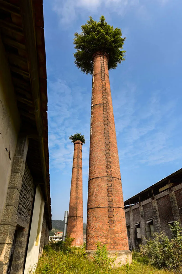 Árboles que han brotado en lo alto de chimeneas abandonadas