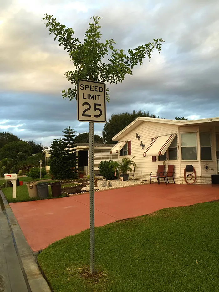 I Found A Tree Growing Through Speed Limit Sign