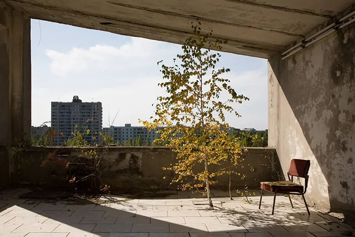 Tree Growing On The 8th Floor