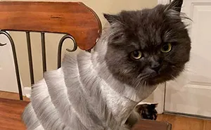 Dad Takes Family Cat To Pet Groomer And Returns With A Cat That Looks Like Accordion