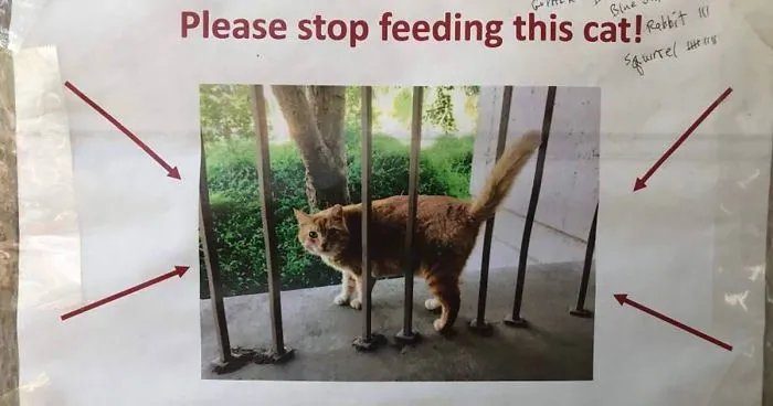 Students Come Up With An Ingenious And Funny Graph To Stop People From Feeding Their Overweight Campus Cat