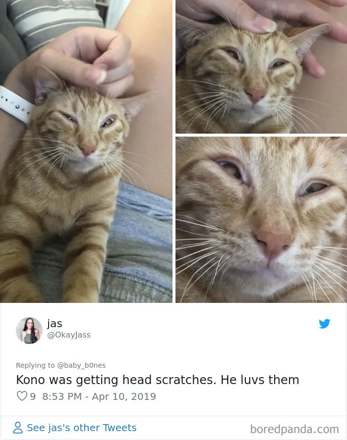 People Are Sharing The Most Unflattering Pics Of Their Pets And It's Hilarious (30 Pics)