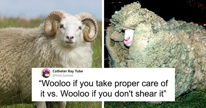 PETA Uses Wooloo Pokemon To Stop People From Using Wool, Gets Roasted Badly