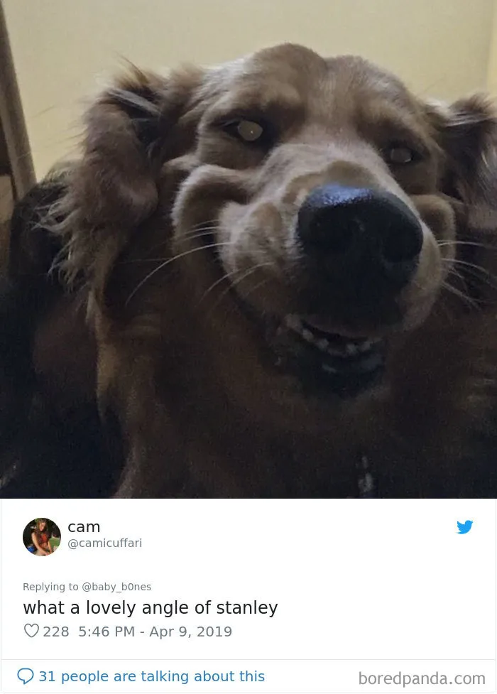 People Are Sharing The Most Unflattering Pics Of Their Pets And It's Hilarious (30 Pics)