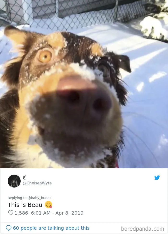 La gente comparte las fotos menos favorecedoras de sus mascotas, y es divertidísimo (30 imágenes)