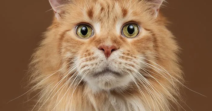I Let Cats Take Over My Photography Studio And This Is The Result