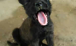 Hey Pandas, Share The Most Unflattering Pics Of Your Pets!
