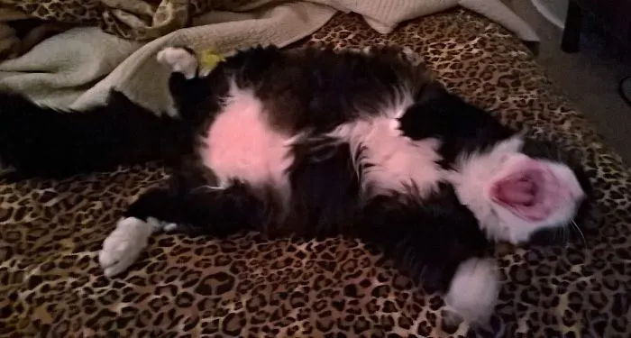 Puddin' - Yawning And Letting It All Hang Out.