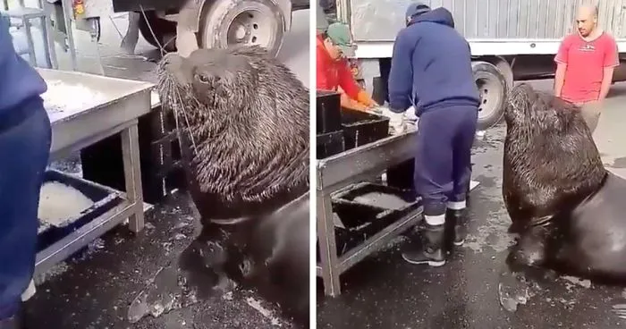 Este enorme león marino entra en una lonja y pide pescado