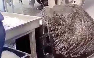 Giant Sea Lion Enters A Fish Market And Asks For Snacks
