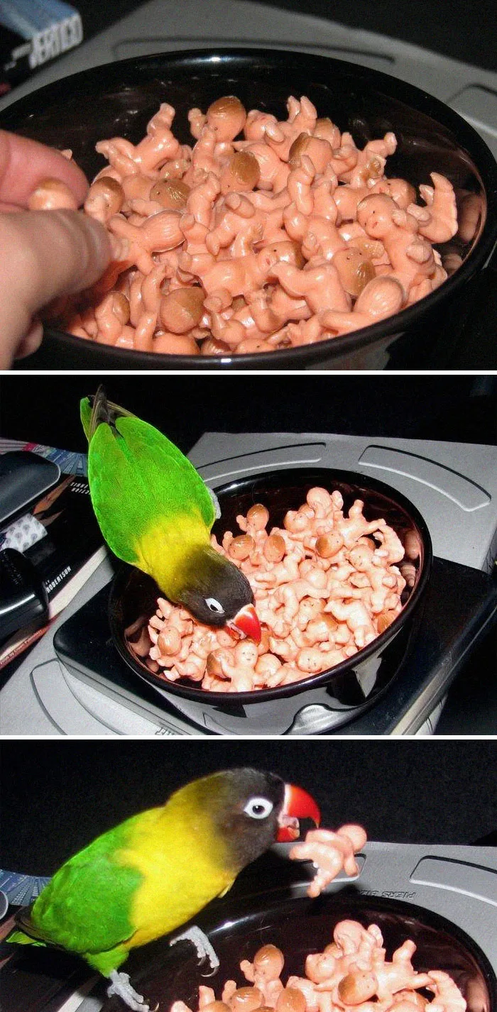 Encontré una bolsa llena de bebés. Los compré y los puse en un cuenco, y ahora son el juguete favorito de mi pájaro