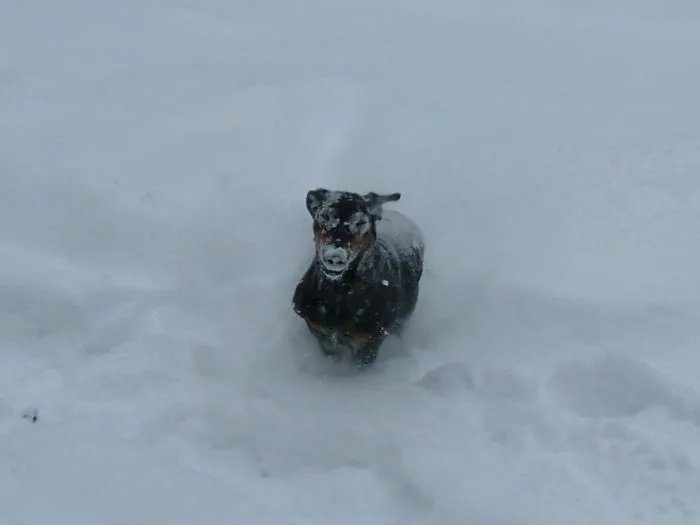 Snowface