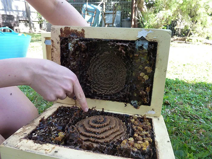 These Stingless Bees Build One Of A Kind Spiraling Hives