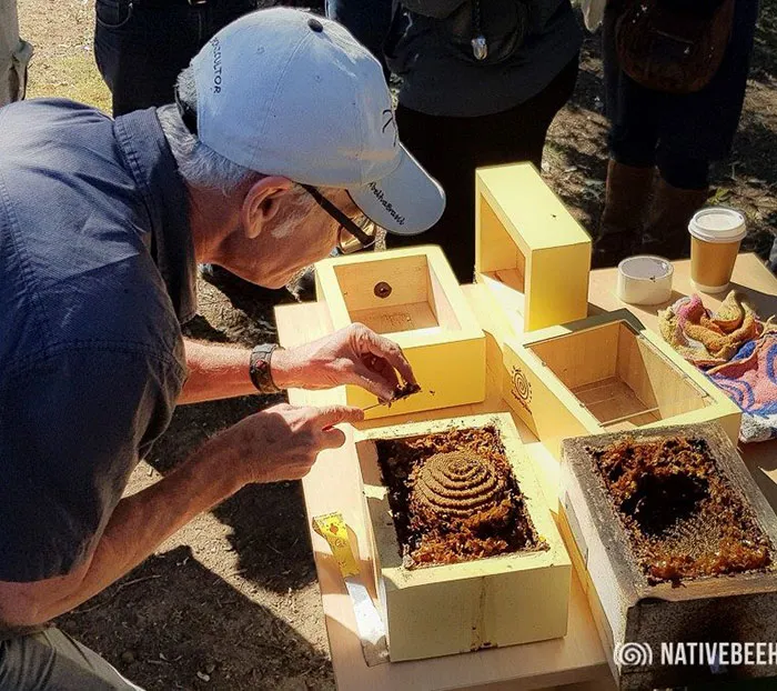 These Stingless Bees Build One Of A Kind Spiraling Hives