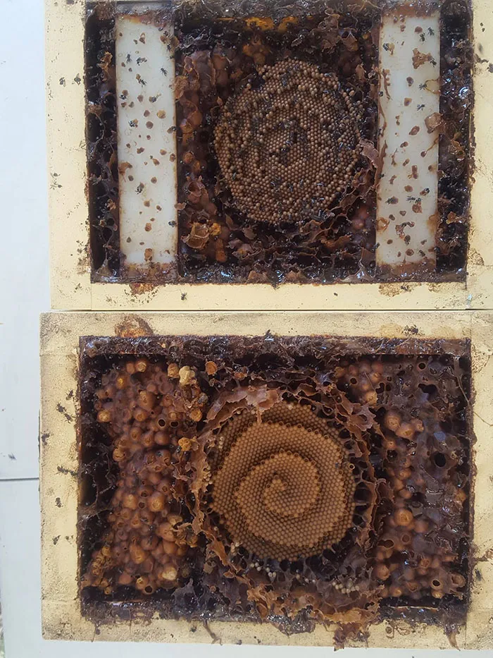 These Stingless Bees Build One Of A Kind Spiraling Hives
