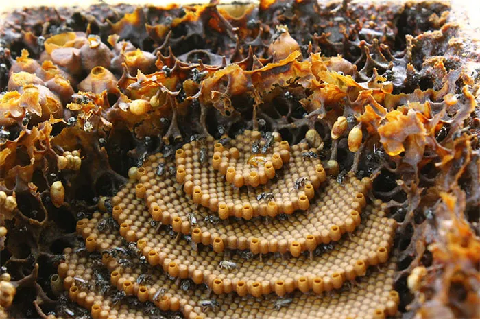 These Stingless Bees Build One Of A Kind Spiraling Hives