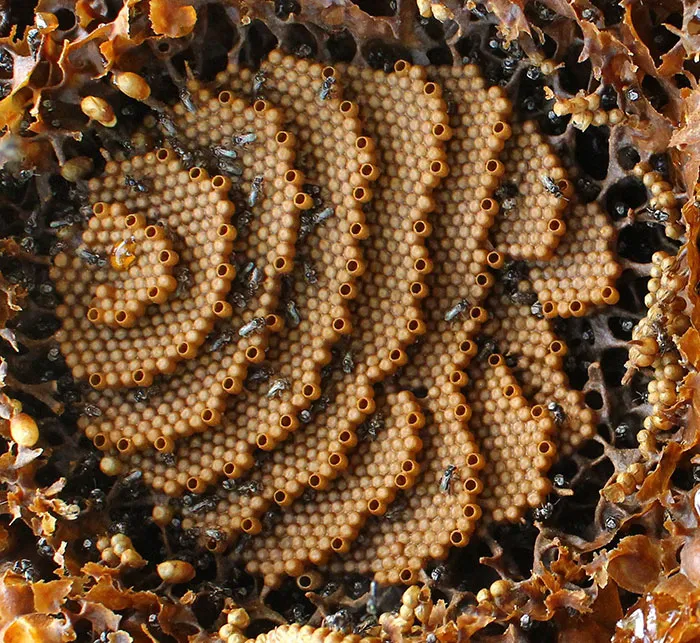 These Stingless Bees Build One Of A Kind Spiraling Hives