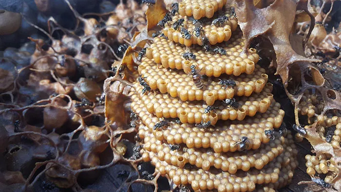 These Stingless Bees Build One Of A Kind Spiraling Hives