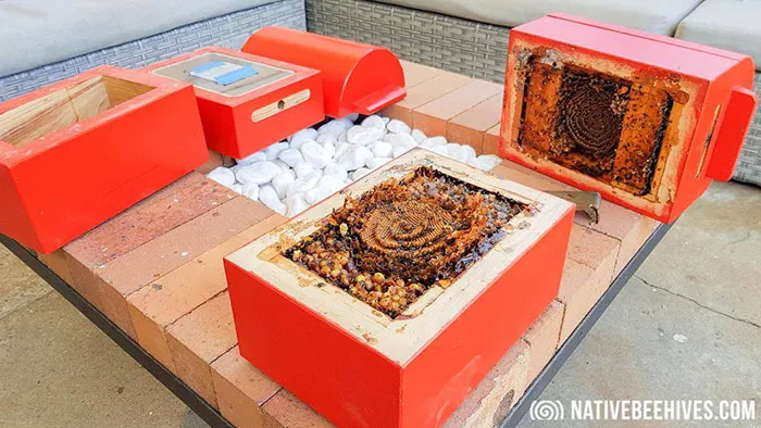 These Stingless Bees Build One Of A Kind Spiraling Hives