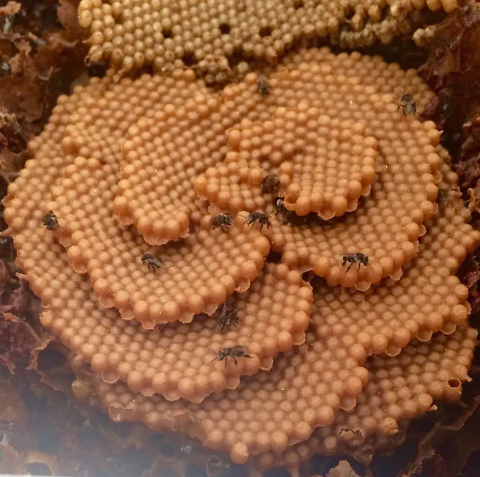These Stingless Bees Build One Of A Kind Spiraling Hives