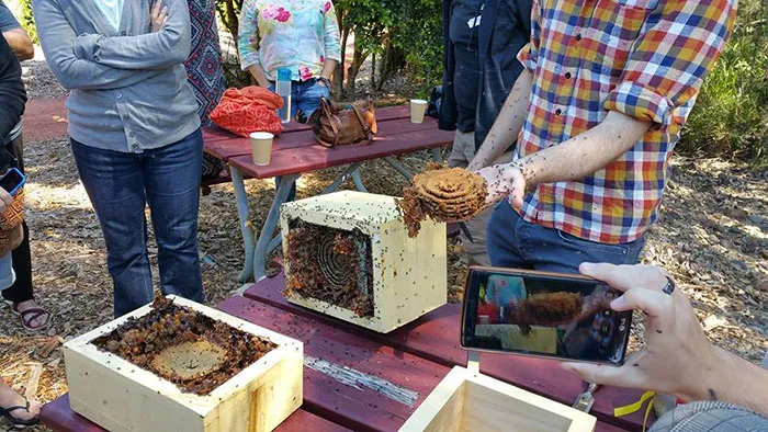 These Stingless Bees Build One Of A Kind Spiraling Hives