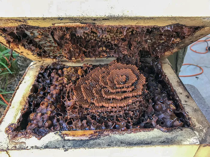 These Stingless Bees Build One Of A Kind Spiraling Hives