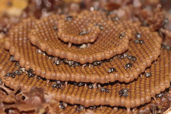 These Stingless Bees Build One Of A Kind Spiraling Hives