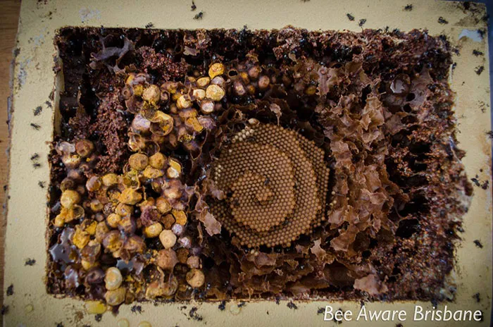 These Stingless Bees Build One Of A Kind Spiraling Hives