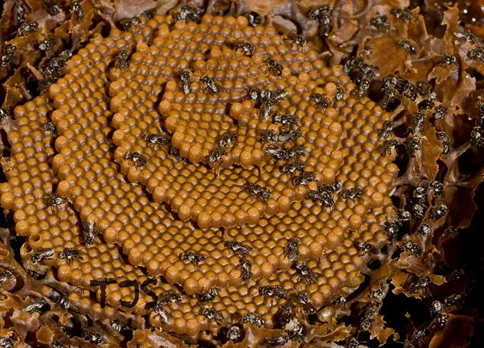 These Stingless Bees Build One Of A Kind Spiraling Hives