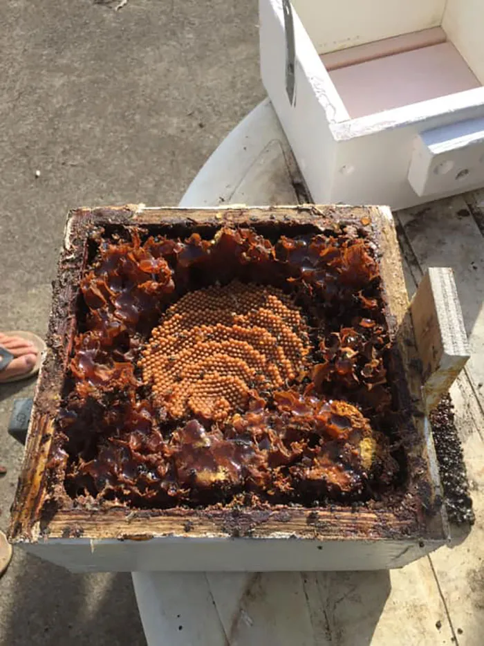 These Stingless Bees Build One Of A Kind Spiraling Hives