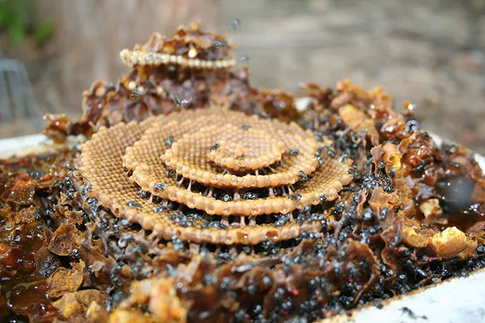 These Stingless Bees Build One Of A Kind Spiraling Hives