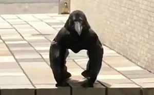 Unusually Standing Crow Gets Internet Hilariously Trying To Explain It, But A Bird Expert Tells It As It Is