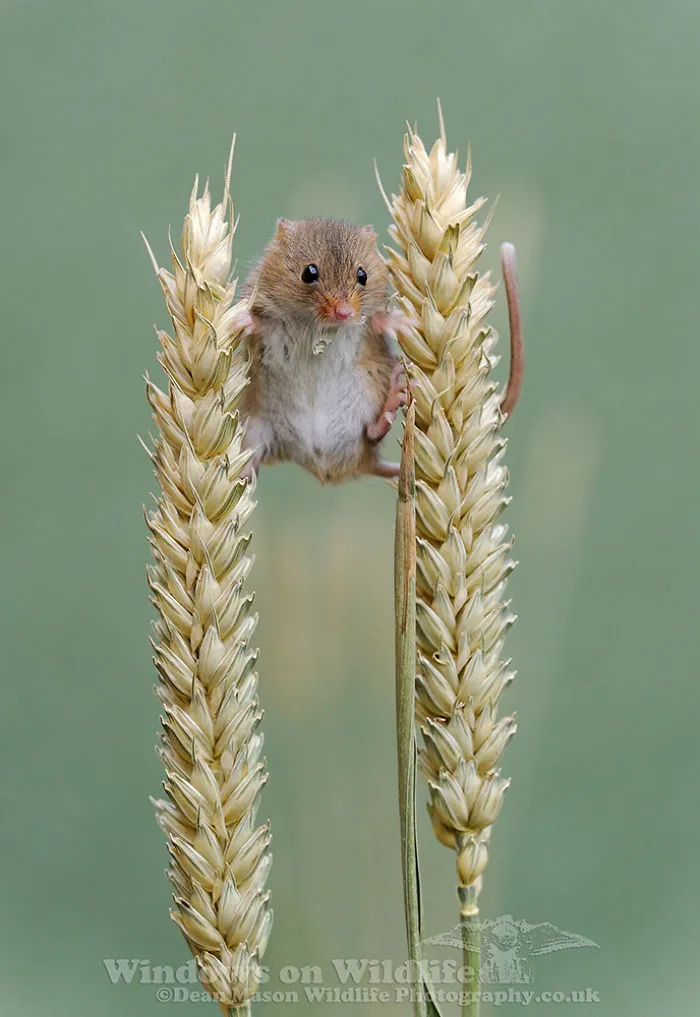 35 Adorable Photos Of Harvest Mice Living Their Tiny Lives By Dean Mason