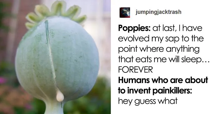 Thread Humorously Shows 4 Things That Evolved To Be Non-Edible But Are Still Eaten By Humans
