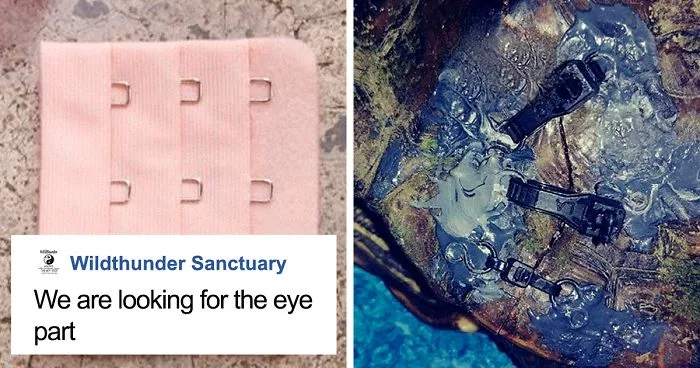 People Are Donating Their Old Bra Fasteners To Wildlife Organization That Uses Them To Save Turtles