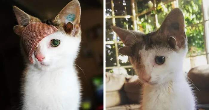 Rescue Kitty With 4 Ears And One Eye Escapes Misery After Finding His Forever Home
