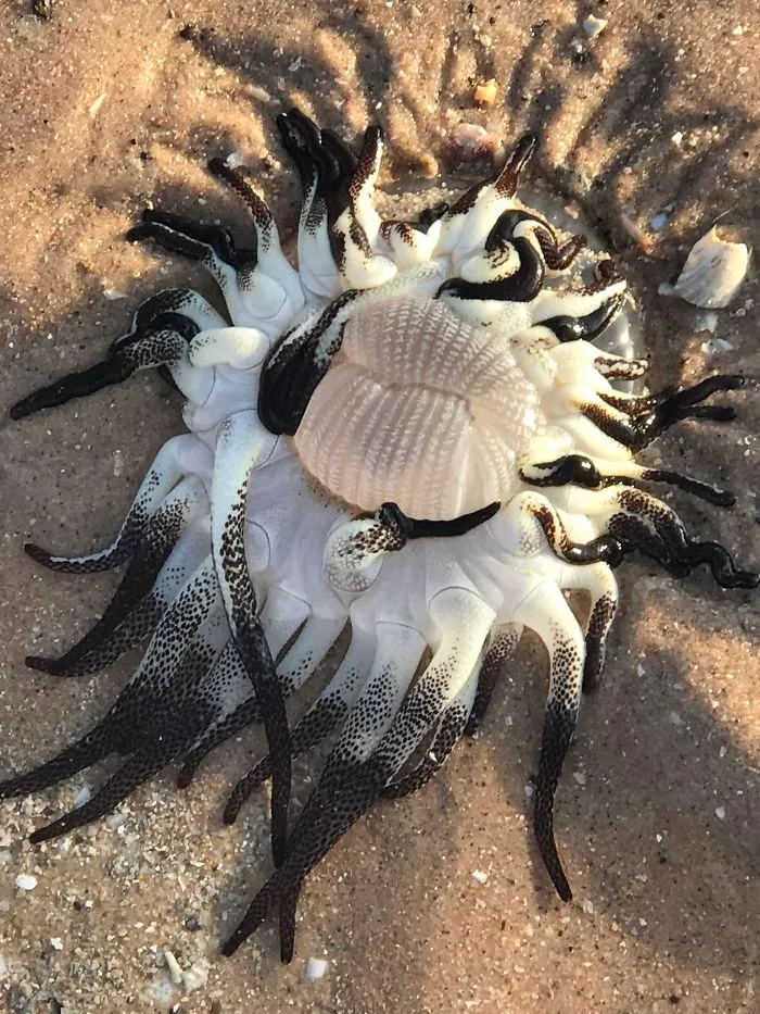 Encontramos esto en la playa