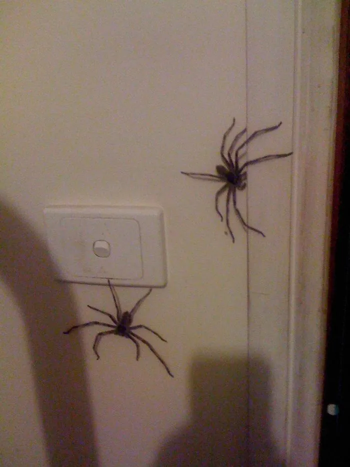 Two large spiders crawling near a light switch on a wall, highlighting Australian nope wildlife encounters.