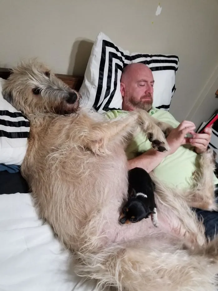 Just A Lap Dog