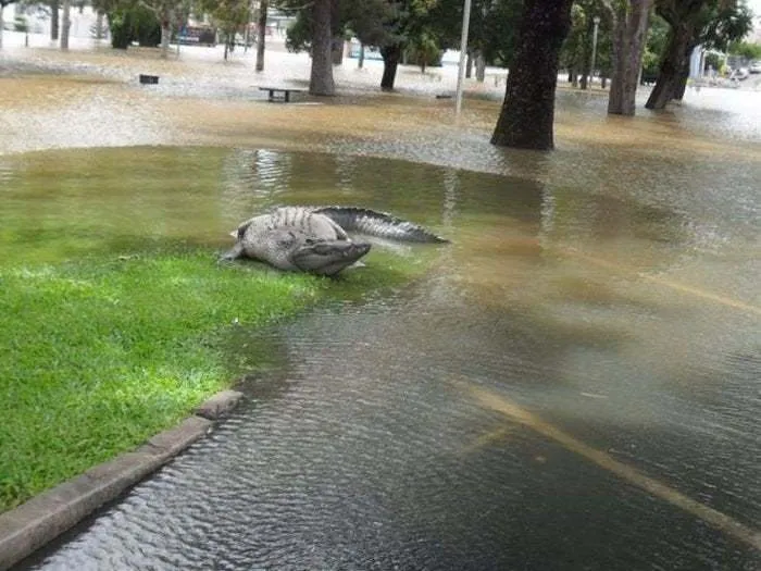 Large crocodile lying partially submerged on flooded grass near trees, illustrating Australia is the land of nope.