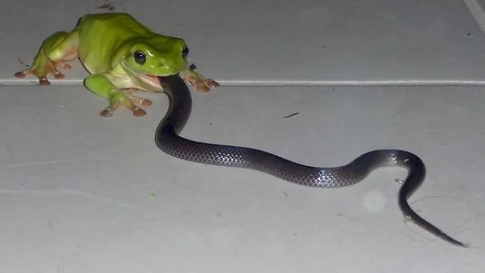 Frog eating a snake in Australia, showcasing wildlife interactions in the land of 'nope'.