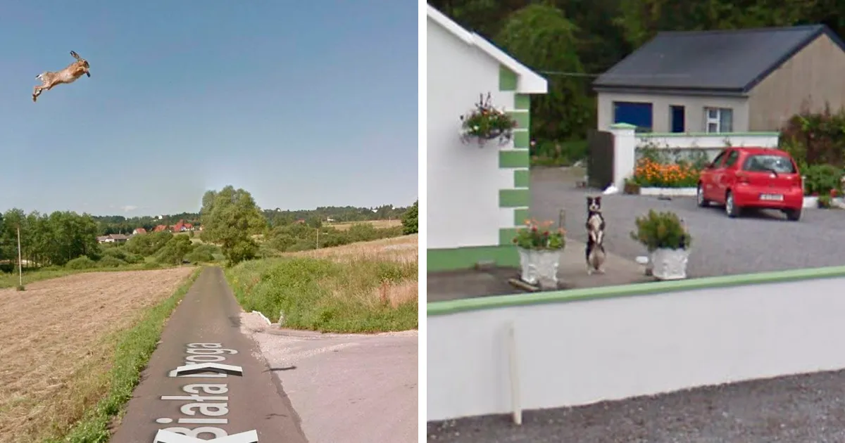 30 Fotos accidentales de animales que salen en Google Street View