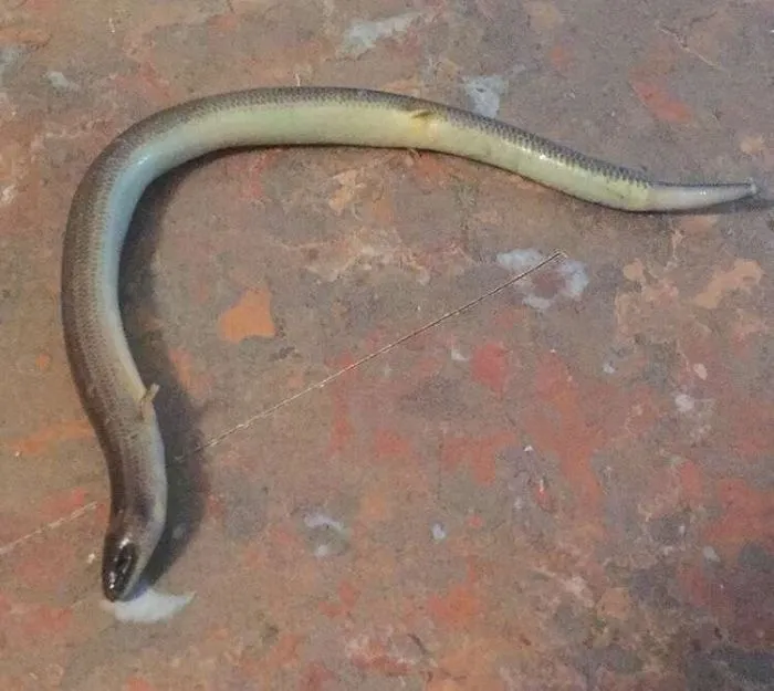 Australian snake with a bent body on a rustic surface, illustrating the land of nope's unusual wildlife.