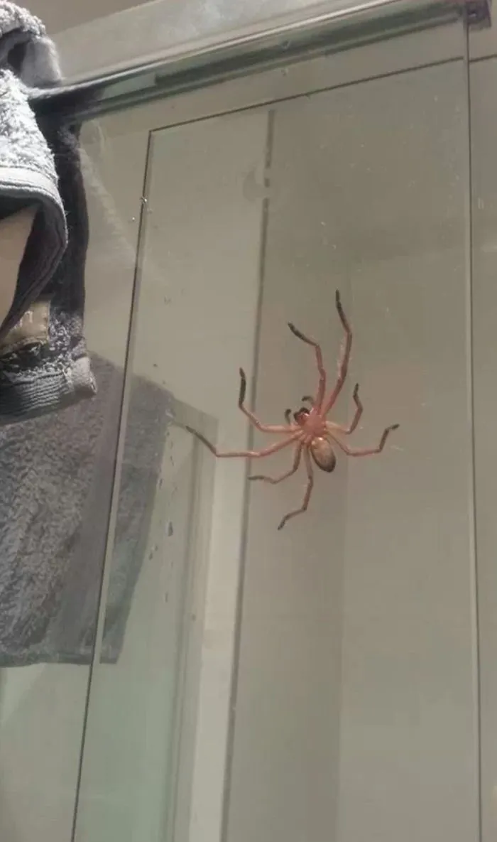 Large spider on bathroom shower glass, illustrating the Australia nope theme with a close-up of the creepy arachnid.