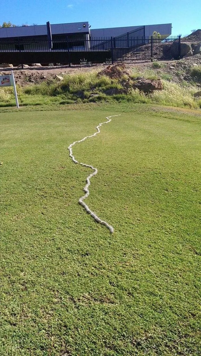 March Of The Hairy Caterpillars