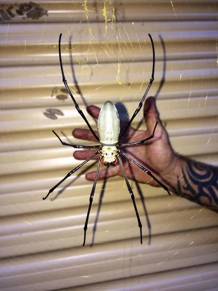 Large spider on a hand in Australia, showcasing wildlife.