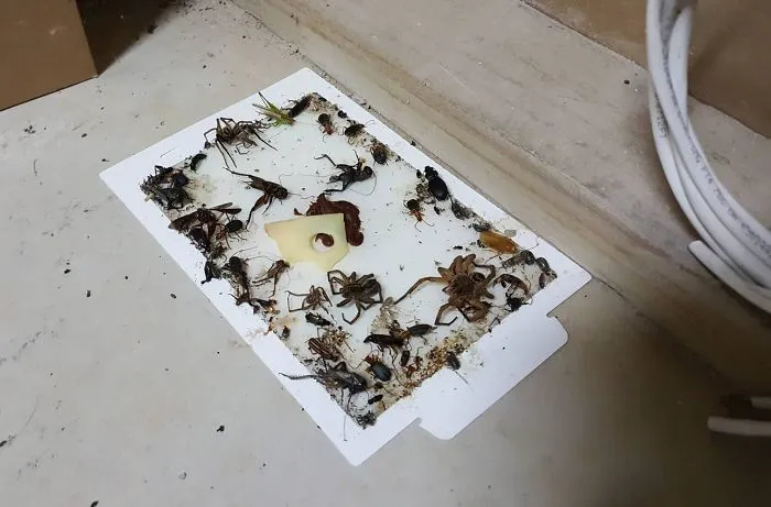 Sticky trap covered with various insects and spiders, illustrating Australia’s land of nope unique wildlife challenge.