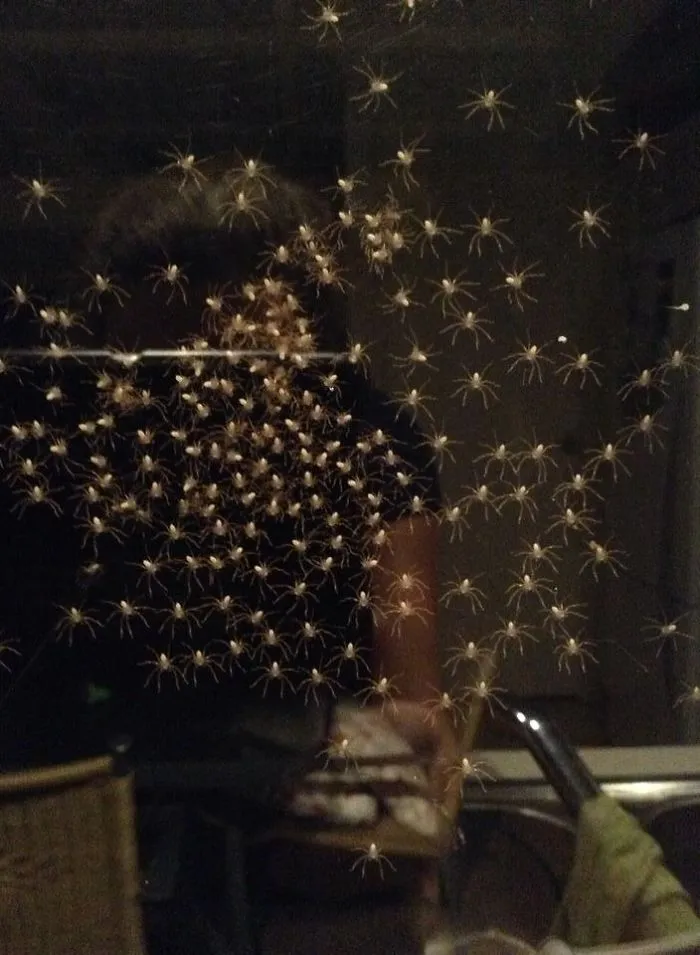 Cluster of baby spiders on a dark windowpane inside an Australian home, illustrating why Australia is the land of nope.