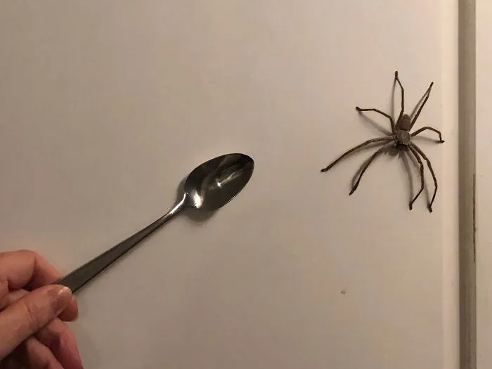Large spider on white wall with person holding a spoon nearby, illustrating Australia’s land of nope wildlife encounter.