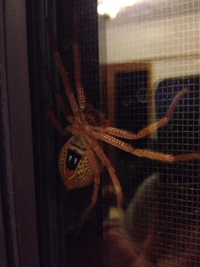 Encontrado en la puerta trasera